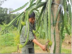 Đồi hoang thành trang trại