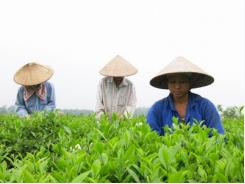 Học làm giàu bằng trồng chè an toàn