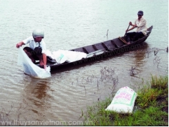 Kỹ thuật ương, nuôi tôm càng xanh trong ao đất