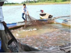 Nuôi cá lồng bè lãi gấp 3 nuôi ao hồ