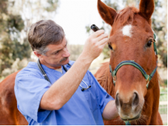 Horse Health: Hydrating Your Horse after Running or Racing