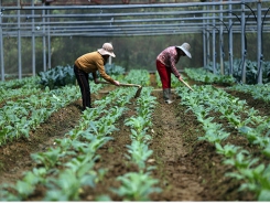 ADB financing to help improve agricultural productivity