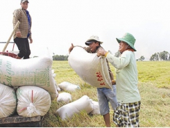 New decree paves way for more rice exporters to join market