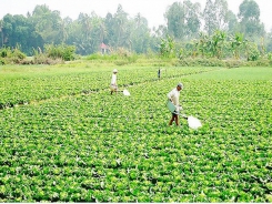 Mekong farmers switch to more profitable crops