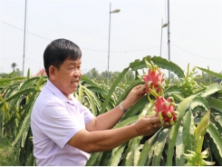 Long An Province seeks to expand use of advanced techniques to grow dragon fruit