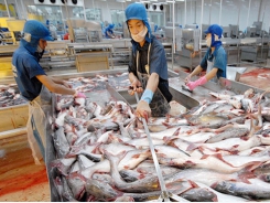 More 18 seafood companies are allowed to export to EU