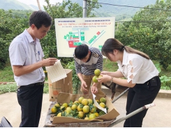 Expand VietGAP orange area in Cao Phong district