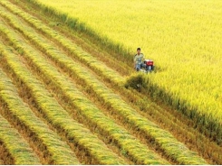 VN gets help with rice cultivation