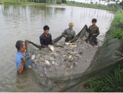 Nguyên tắc 5 đúng trong phòng và trị bệnh thủy sản