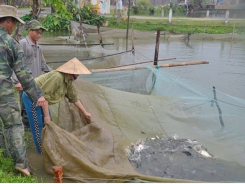 Kỹ thuật phòng bệnh cho cá nước ngọt trong giai đoạn chuyển mùa