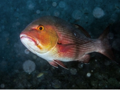 Plant additive may boost farmed snapper immune response