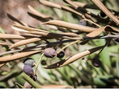 How to save olives from destructive diseases