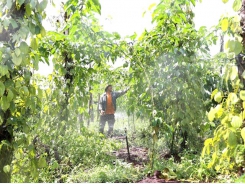 Central Highlands farmers adapt to climate change