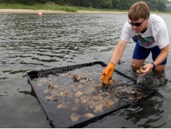 Researchers to explore pre-permitting approach to aquaculture in New England