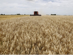 Argentina ready to fill Vietnam's wheat supply gap: export chamber