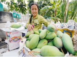 Mango and longan seen fruit specialties in the Southwestern region