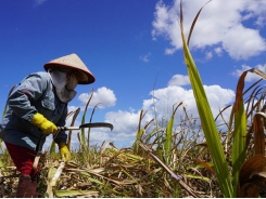 Sugar producers accuse Thai firms of dumping