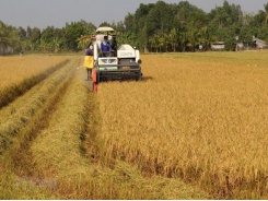 Vietnamese fragrant rice has immense opportunities for entering the EU market