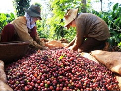 Việt Nam becomes Japan’s biggest coffee supplier