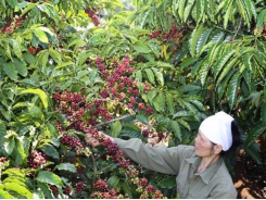 Nestlé’s project aims to make Vietnam international reference for Robusta coffee