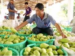 Fruits provide important input for industrial production in Dong Thap