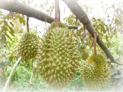 Durian and rambutan – special fruits bearing the hallmark of Mekong Delta