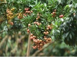 Bac Giang secures successful lychee crop in trying time