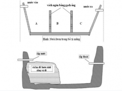 Kỹ thuật nuôi lươn trong bể xi măng, composite