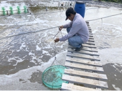 Rush the shrimp farming in preparation for the year-end market