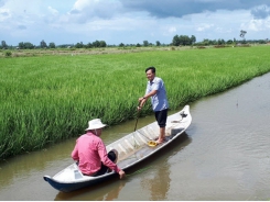 Bac Lieu produces cost-reduction and climate-resilient rice varieties