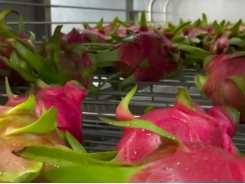 Great opportunity to promote dragon fruit exports to Japan