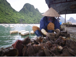 Quang Ninh overcomes difficulties in aquaculture consumption