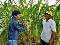 Biomass corn brings stable income for farmers