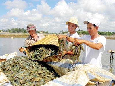 Xuất Khẩu Tôm Tăng Trưởng Ngoạn Mục