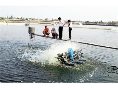 Nuôi Tôm Chân Trắng Theo Mô Hình VietGAP Ở Móng Cái (Quảng Ninh)