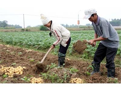 Khoai Tây Solara Cho Năng Suất Hơn 16 Tấn/ha