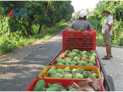 An Giang Trồng Xoài Xuất Khẩu, Mang Ngoại Tệ Về Cho Tỉnh