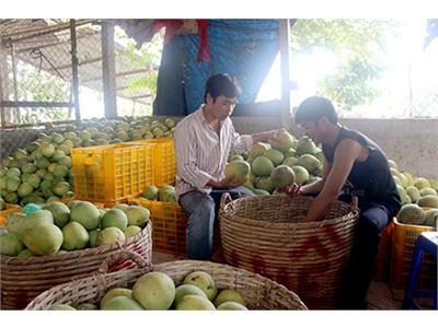 Hậu Giang Nhộn Nhịp Vựa Nông Sản