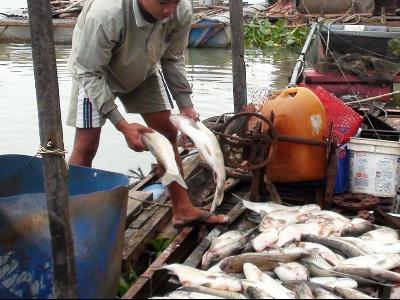 Tìm nguyên nhân khiến 200 tấn cá bè chết, thiệt hại 10 tỷ đồng