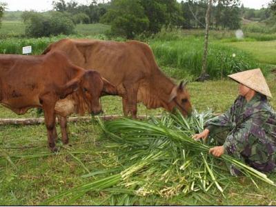 Cách ủ chua lá sắn