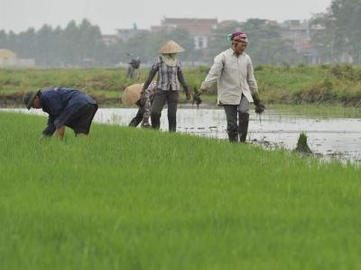 Mùa đông ấm, linh hoạt chuyển đổi cây trồng