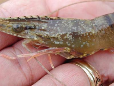 How to prevent your shrimps from white spot disease ?