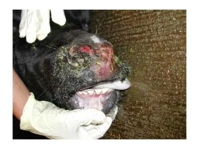 Diseases of Cattle: Infectious bovine rhinotracheitis