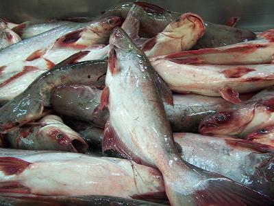 Risk v. hazard: A dispassionate look at pangasius