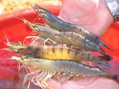 Regular population sampling of shrimp in ponds, part 1