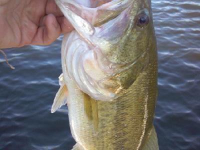 Biomass density affects bass production