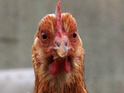 H5N8 avian influenza strikes layer farm in Greece