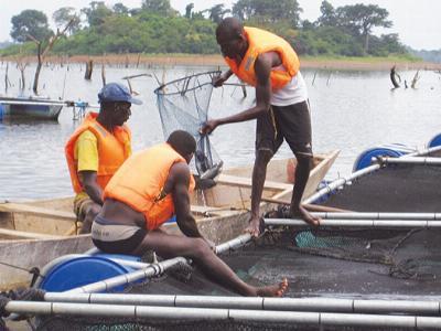 Large-scale tilapia project driving aquaculture development in Ivory Coast