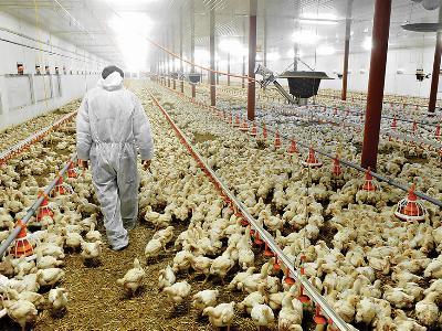 Exploring limited options against broiler coccidiosis