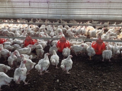 Algae-based antioxidant may support broilers through mycotoxins, heat stress